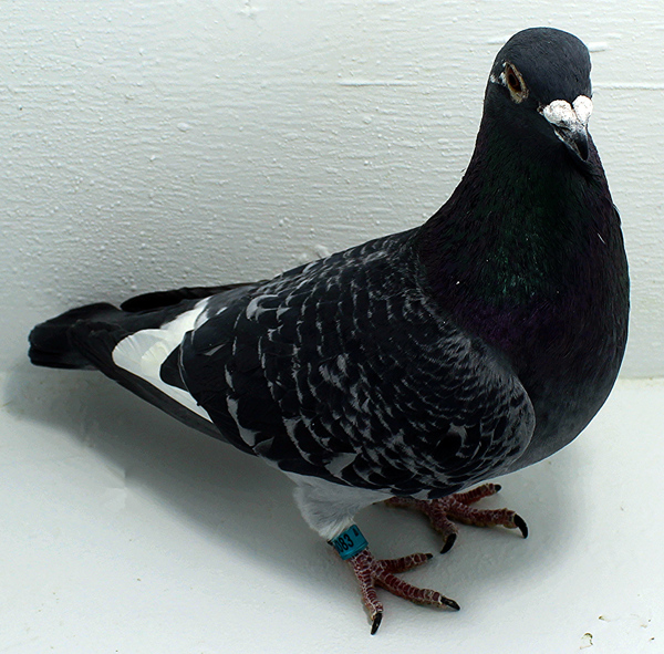 Band: AU 20083 Foys 2025